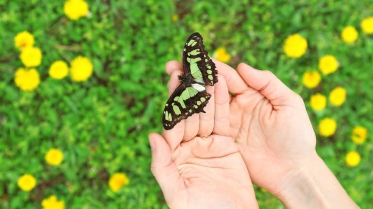 Hands gently hold a butterfly with black and green wings, surrounded by green grass and yellow flowers.